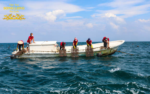 quy-trinh-nuoi-cay-ngoc-trai-phu-quoc